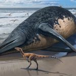 Их Британийн далайн эргээс  аварга том загас олджээ