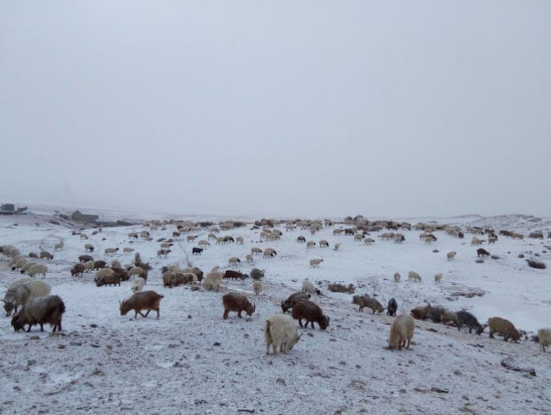 11 аймгийн 43 сум цагаан зудтай байна