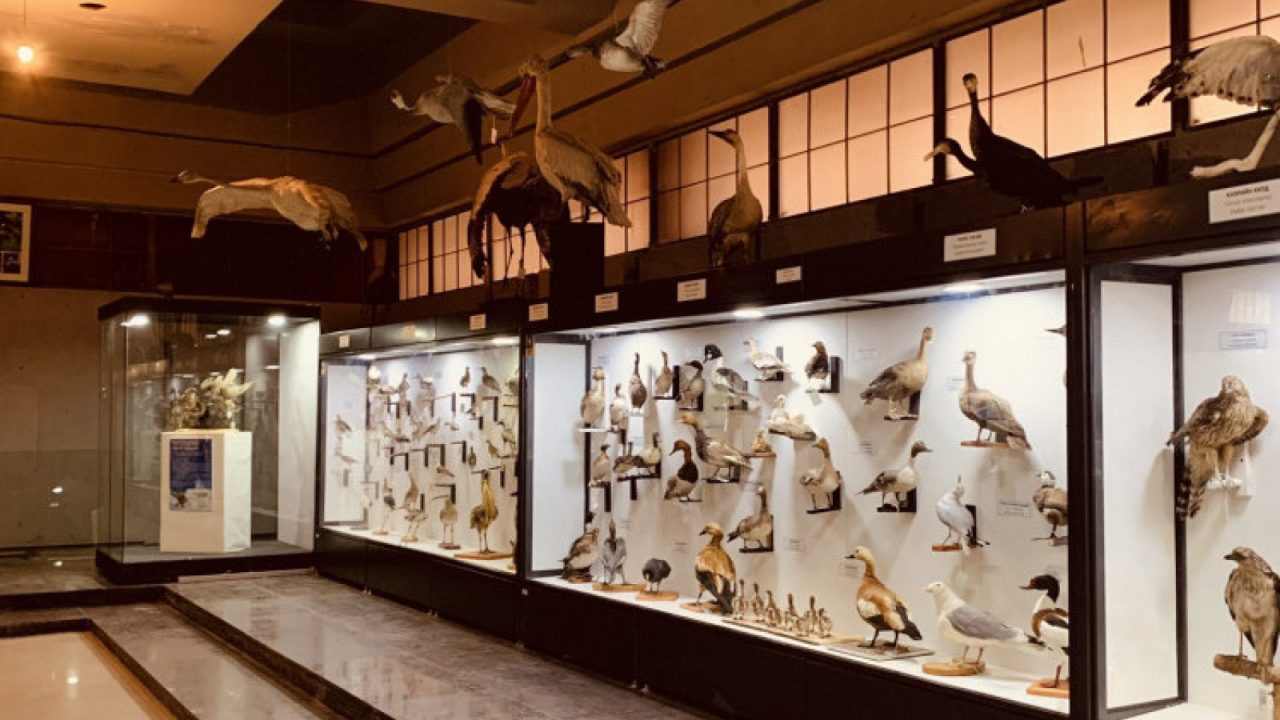 “Музейн нээлттэй өдрүүд” энэ сарын 7-ныг хүртэл үргэлжилнэ