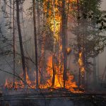 Хөвсгөл аймагт гарсан ойн түмрийг цурманд оруулж, манаж хоножээ