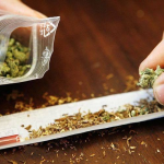 Мансууруулах бодист тооцогдох ургамлыг түүж, гэртээ хадгалсан иргэнд 1 жилийн хорих ял оногдуулжээ