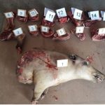 Аргал болон зэрлэг гахай агнасан иргэнийг 7 сая төгрөгөөр торгох ял оногдуулж, амьтны аймагт учруулсан хохиролд 55,7 сая төгрөгийг гаргуулахаар шийдвэрлэжээ