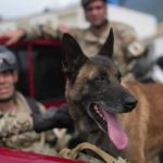 Газар хөдлөлтийн аврах ажиллагаанд олон улсын нохойн баг тусалж байна